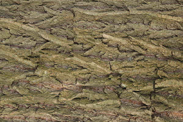 ��Ƥ���������ز�