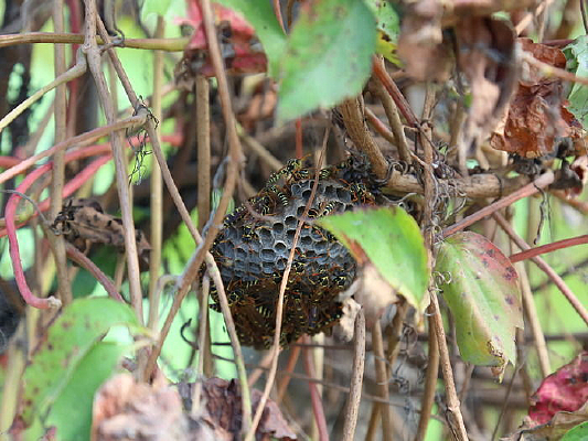 ����Ұ����