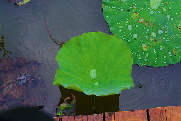 ��ˮ�εĺ�Ҷ