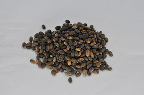 �в�ҩ������