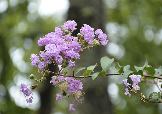 ��ɫ����