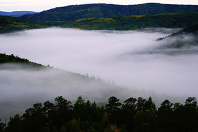 ���˰���ɭ���ƺ�