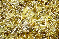 ���Ի���ֲ��������