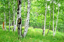 ����ˮ�ʻ�������ӡ��