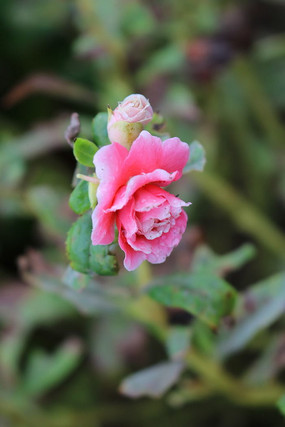 ��ɫ���ɻ�