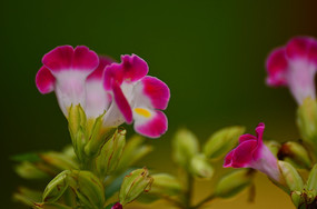 ��ɫ���Ȼ�����ͼƬ