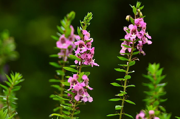 ��ɫ޹�²ݻ���ͼƬ