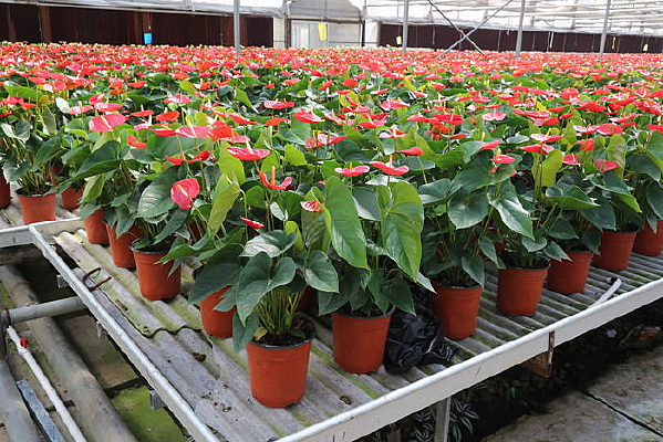 ���ƻ���ֳ��