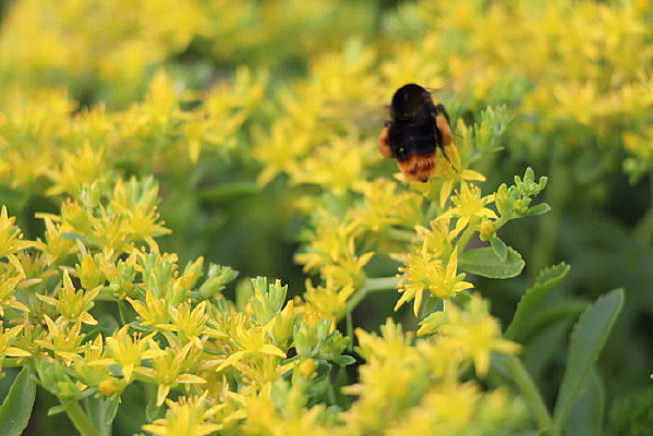 ���ϲ���