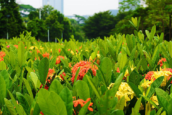 ��̳����