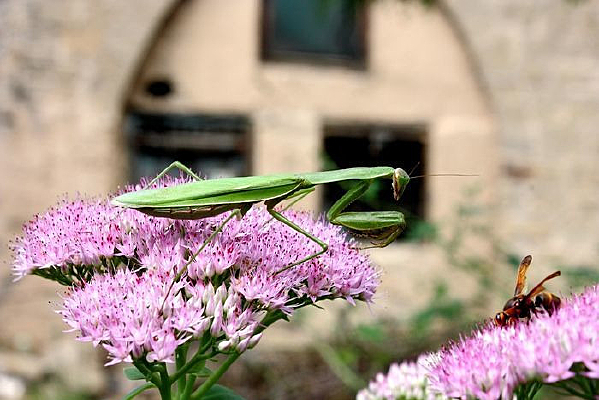 ��뿴����