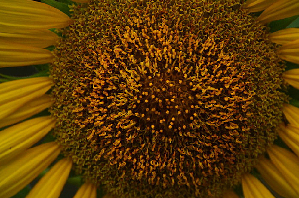 ����������дͼƬ