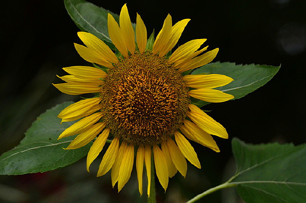 ������дͼƬ