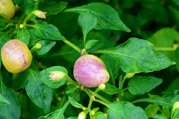 ������ʵ