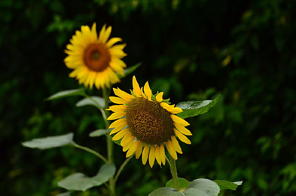 ���տ���ͼƬ