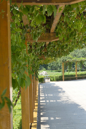 ��Ҷ����