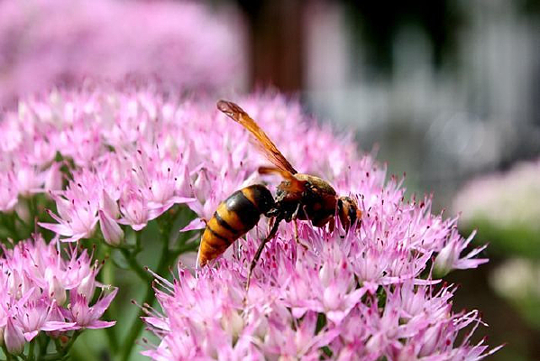 �������㼻��