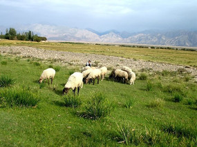 ������ԭ����Ⱥ