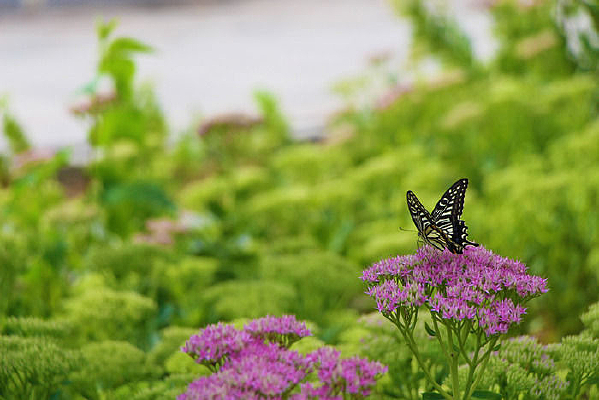 �����ķ��