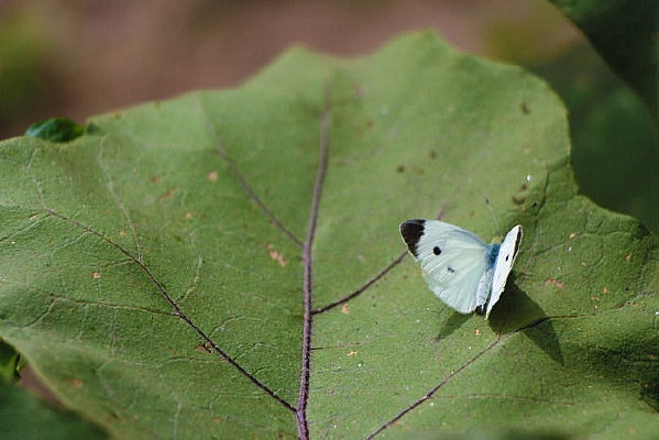 ������ͣ��