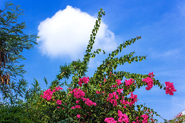 ����÷����