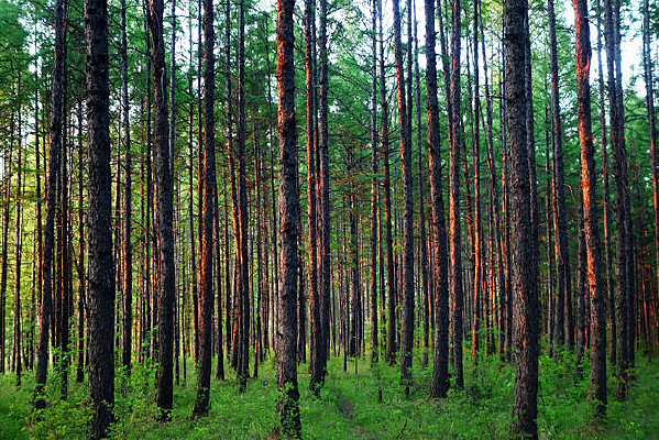 ���־���