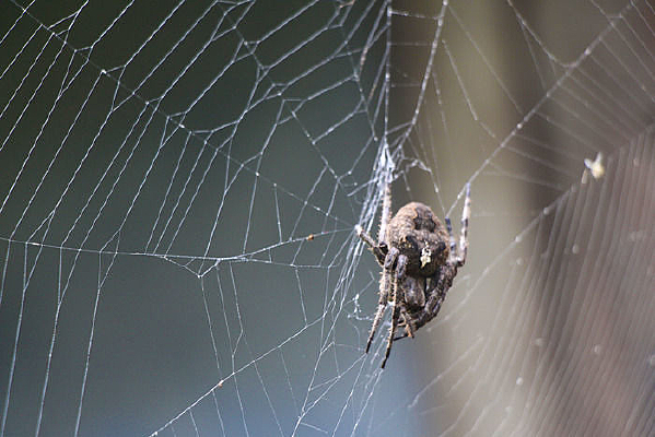 ����֩��