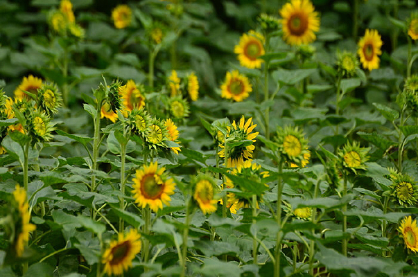 ���������ʻ�