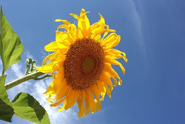 ���տ�����