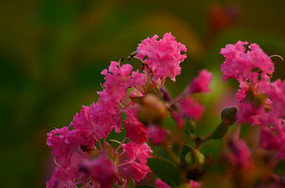 һ�ط�ɫС���羰ͼƬ