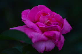 һ���ɫ�¼���дͼƬ