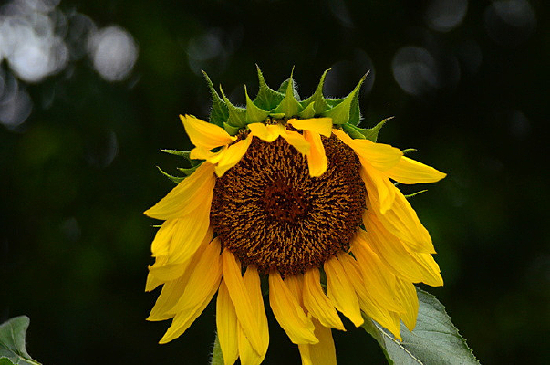 һ�����տ���дͼƬ