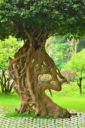一颗榕树树干图片