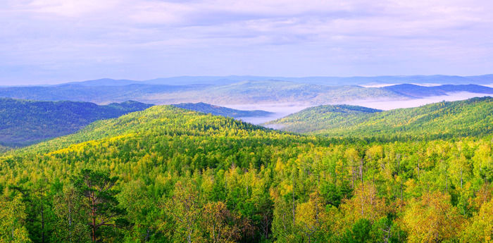 ԭʼɭ���ƺ�