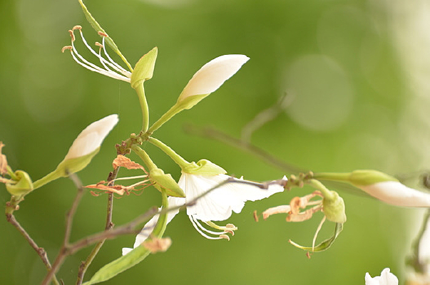 ��ɫ�Ͼ�������