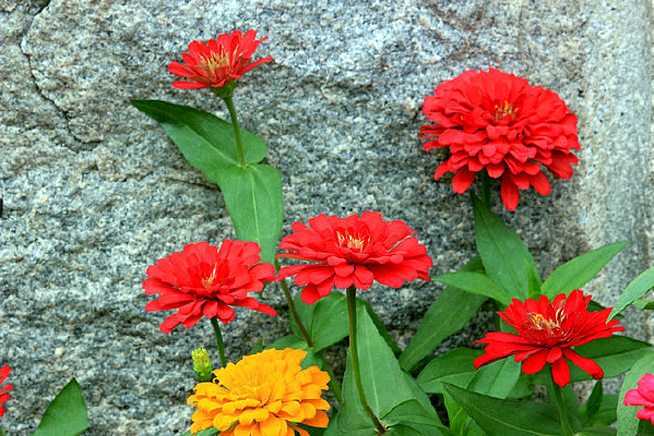 ���ǻ�����