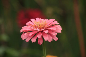 ����ķ۰��ղ�