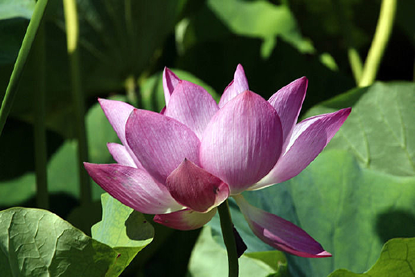 ����ķۺ�ɻ�