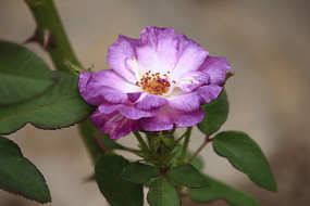 ����ķ����¼���