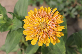 ��ɫ�İ��ղ�