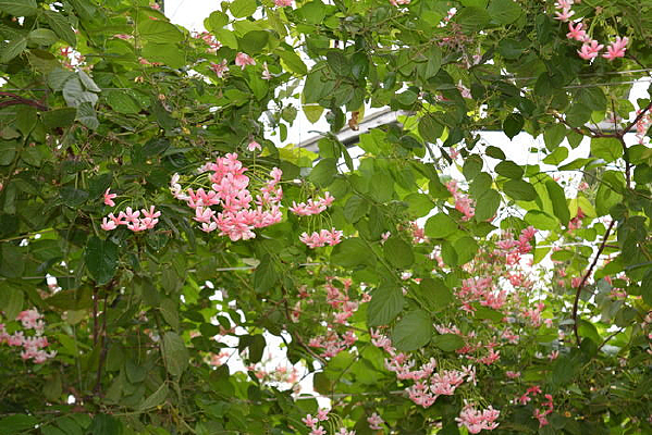 ��ɫ������