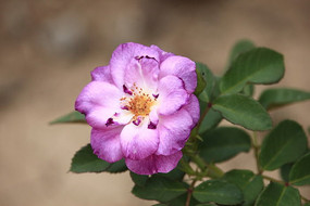 �����¼���