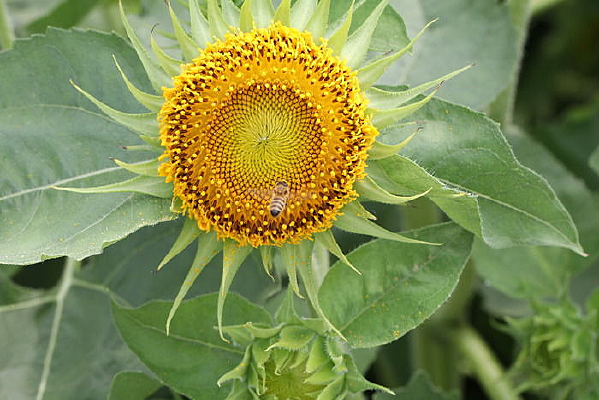 �տ������տ�