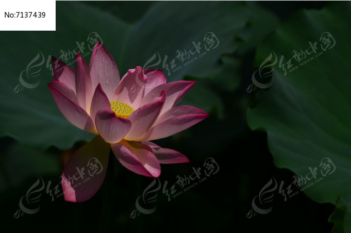 �ɻ���������ͼƬ