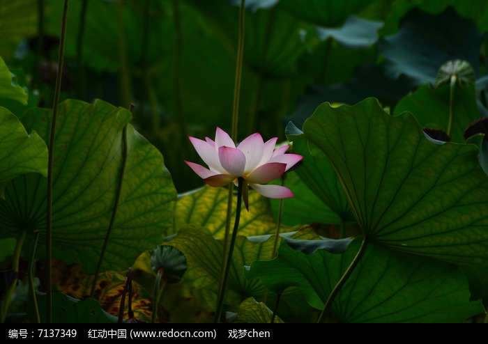 �ɻ���ҶͼƬ