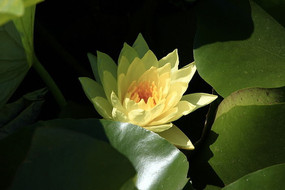 ��ɫ����