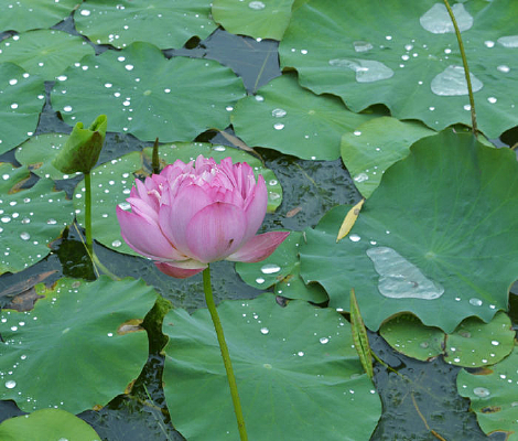 ��Ҷ��������ŵķۺ�ɻ�