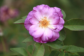 ʢ���ķ����¼���