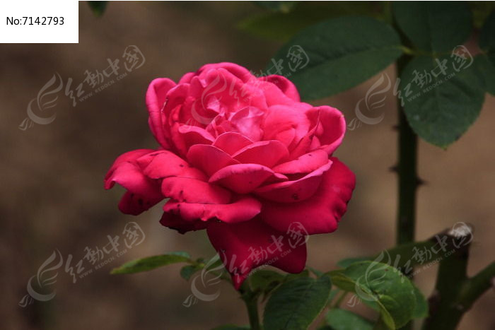 ʢ����õ���¼���ͼƬ