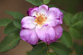 ʢ�������¼���